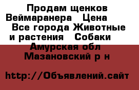 Продам щенков Веймаранера › Цена ­ 30 - Все города Животные и растения » Собаки   . Амурская обл.,Мазановский р-н